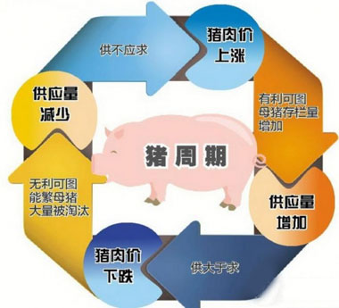 擺脫“豬周期”需要市場信息及時(shí)傳導(dǎo)